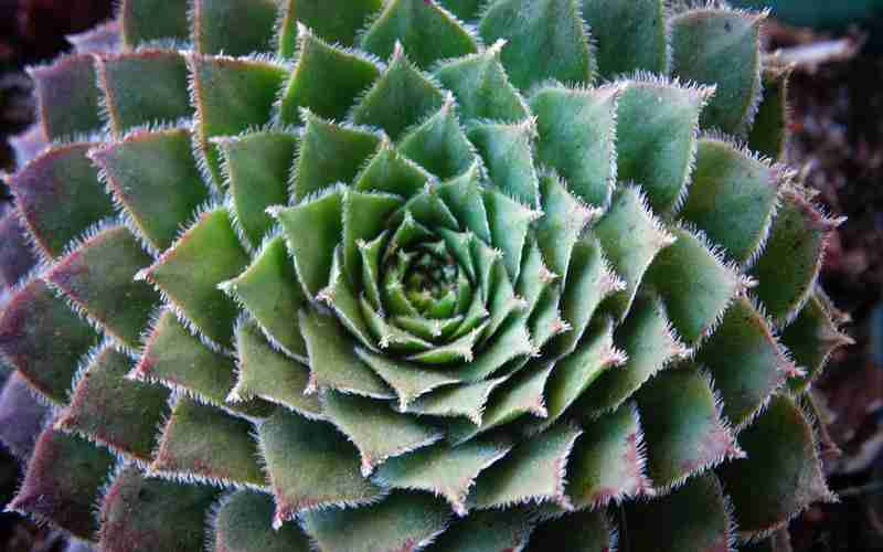 敏捷开发方法的核心理念是什么